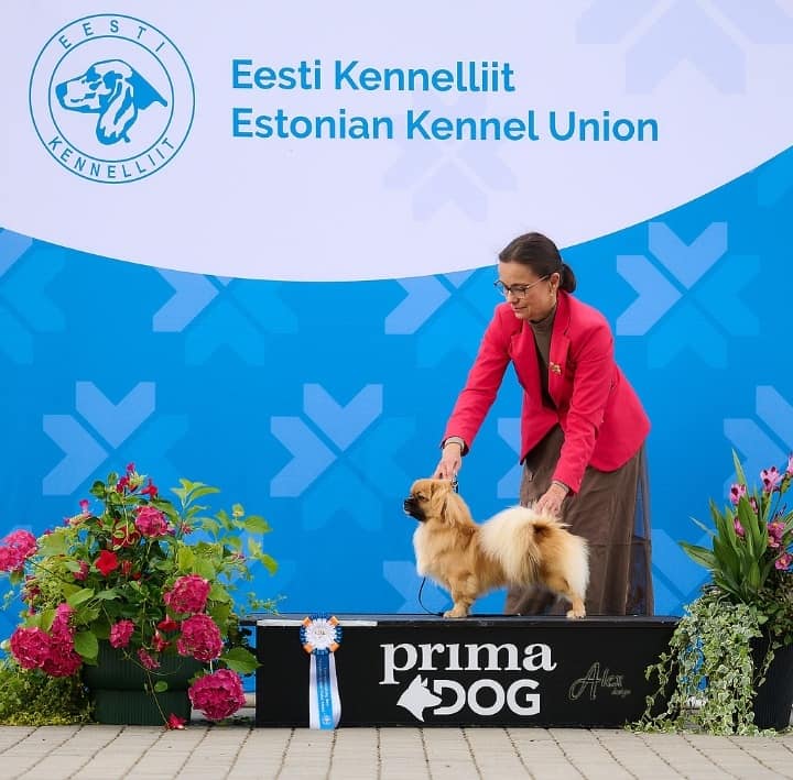 ROP-jun. Shibazhan Acer Rubrum