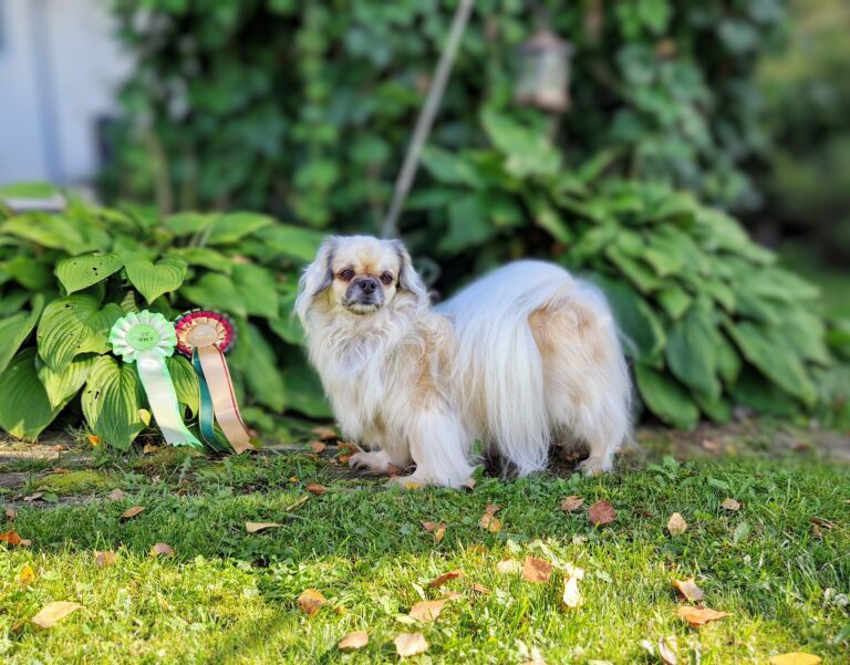 Cinodes True Tiffany