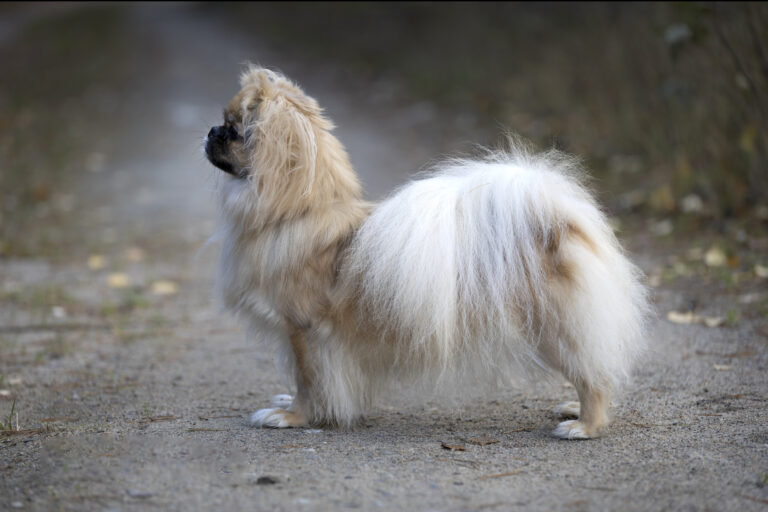 Tashi-Gong Next Generation