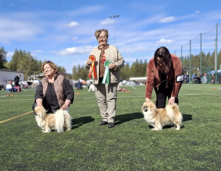 ROP Riffendahl Queen Qornelia & VSP Tipsn'drops Tactic