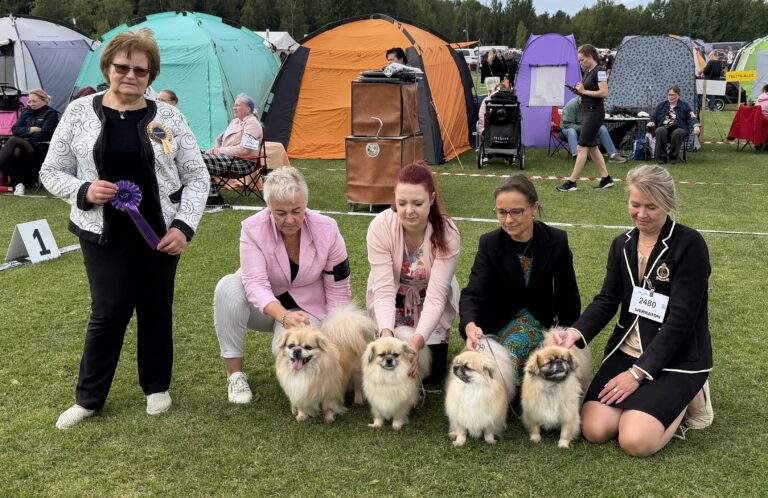 ROP-kasvattaja kennel Shibazhan